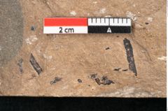 Foto (Detailansicht) von Sequoia hardtii Endl. (NHMW-GEO-2024-0188-8235)